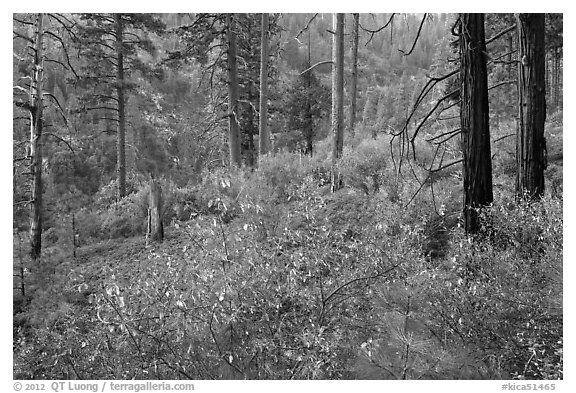 Forest scene, Lewis Creek. Kings Canyon National Park (black and white)