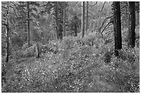 Forest scene, Lewis Creek. Kings Canyon National Park ( black and white)