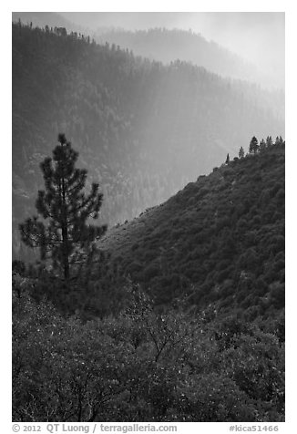 Tree and backlit ridges, Kings Canyon. Kings Canyon National Park (black and white)