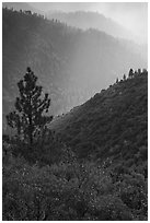 Tree and backlit ridges, Kings Canyon. Kings Canyon National Park ( black and white)