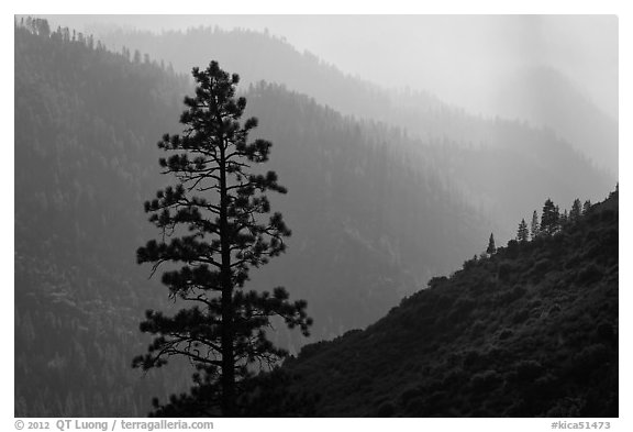 Silhouetted tree and canyon ridges. Kings Canyon National Park (black and white)