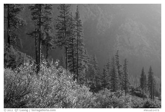 Trees and canyon walls, late afternoon. Kings Canyon National Park (black and white)