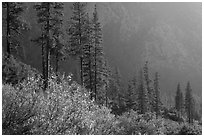 Trees and canyon walls, late afternoon. Kings Canyon National Park ( black and white)