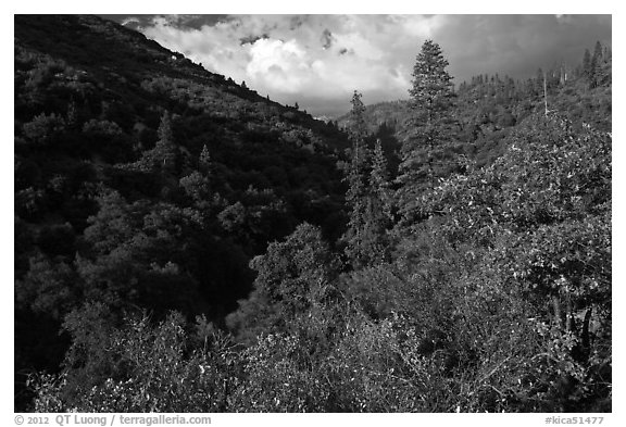 Lewis Creek. Kings Canyon National Park (black and white)