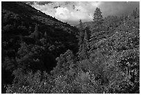 Lewis Creek. Kings Canyon National Park ( black and white)