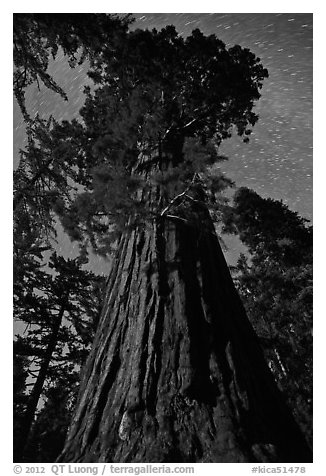 Moonlit sequoia and star trails. Kings Canyon National Park (black and white)