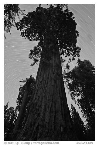 Sequoia and star trails, Grant Grove. Kings Canyon National Park (black and white)