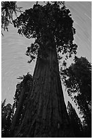 Sequoia and star trails, Grant Grove. Kings Canyon National Park, California, USA. (black and white)