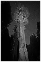 General Grant tree and night sky. Kings Canyon National Park, California, USA. (black and white)