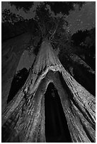 Sequoia tree with opening at base at night, Redwood Canyon. Kings Canyon National Park ( black and white)