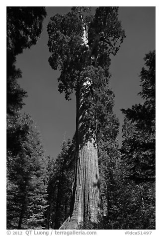 General Grant tree. Kings Canyon National Park (black and white)