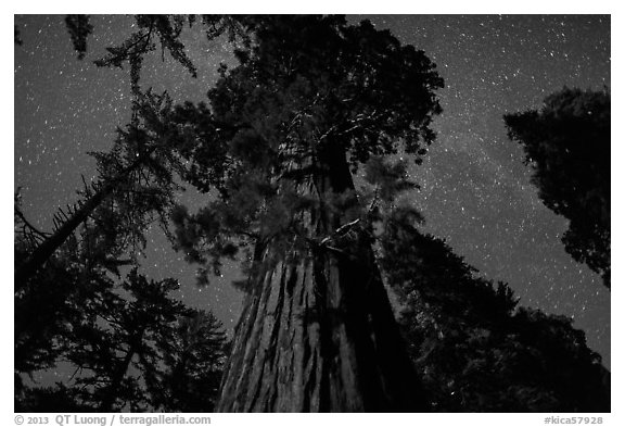 Giant Sequoia moonlit at night. Kings Canyon National Park (black and white)