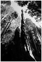 Burned tall tree. Sequoia National Park ( black and white)