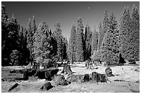 Big sequoia tree stumps. Giant Sequoia National Monument, Sequoia National Forest, California, USA ( black and white)