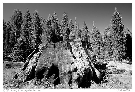 Big sequoia stump. Giant Sequoia National Monument, Sequoia National Forest, California, USA (black and white)