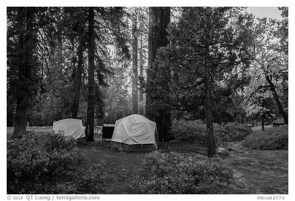 Azalea Campground. Kings Canyon National Park (black and white)