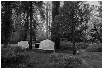 Azalea Campground. Kings Canyon National Park ( black and white)