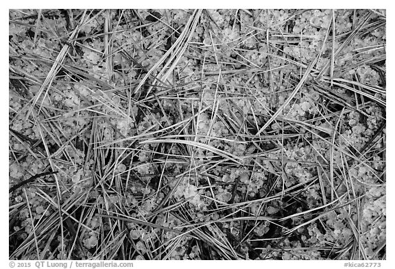 Close-up of fallen sequoia needles over hailstones. Kings Canyon National Park (black and white)