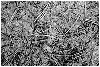Close-up of fallen sequoia needles over hailstones. Kings Canyon National Park ( black and white)