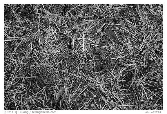 Close-up of fallen needles and chunks of wood. Kings Canyon National Park (black and white)