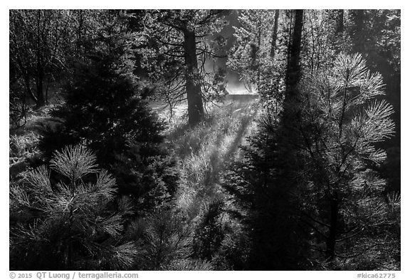 Backlit sapplings bordering meadow. Kings Canyon National Park (black and white)