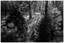 Backlit sapplings bordering meadow. Kings Canyon National Park ( black and white)