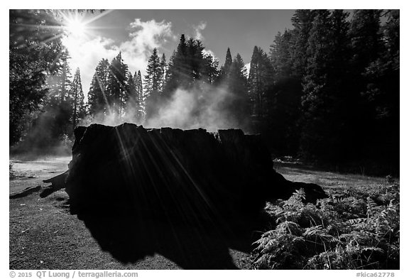 Sun, Fog rising from Mark Twain Stump. Kings Canyon National Park (black and white)