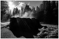 Sun, Fog rising from Mark Twain Stump. Kings Canyon National Park ( black and white)