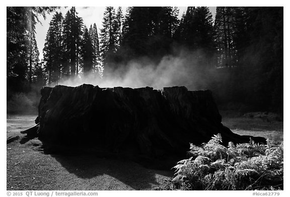 Fog rising from Mark Twain Stump. Kings Canyon National Park (black and white)