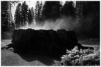 Fog rising from Mark Twain Stump. Kings Canyon National Park ( black and white)