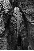 Interior of Burnt Monarch Tree. Kings Canyon National Park ( black and white)