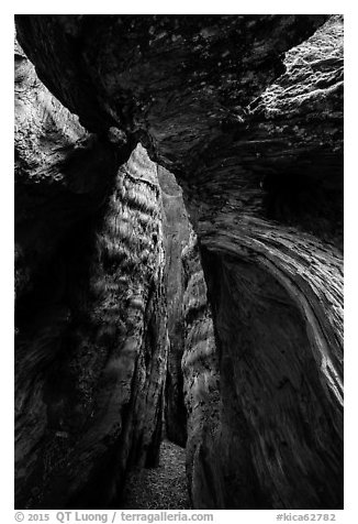 Opening into hollowed-out center of Burnt Monarch Tree. Kings Canyon National Park (black and white)