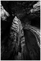 Opening into hollowed-out center of Burnt Monarch Tree. Kings Canyon National Park ( black and white)