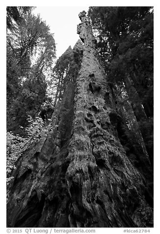 Burnt Monarch Tree. Kings Canyon National Park (black and white)