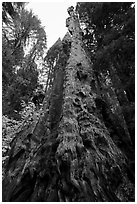 Burnt Monarch Tree. Kings Canyon National Park ( black and white)