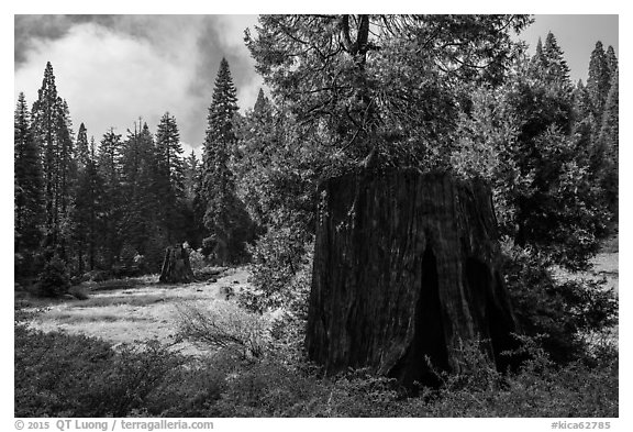 Meadow with sequoia stumps, Big Stump Basin. Kings Canyon National Park (black and white)