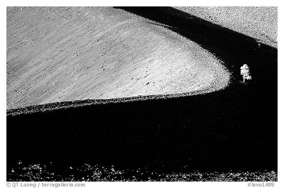 Curve and pine on top of Cinder cone, early morning. Lassen Volcanic National Park (black and white)