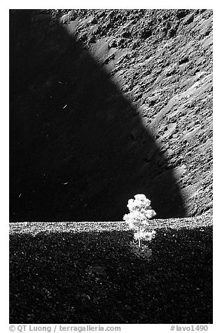 Shadows and pine on top of Cinder cone, early morning. Lassen Volcanic National Park (black and white)