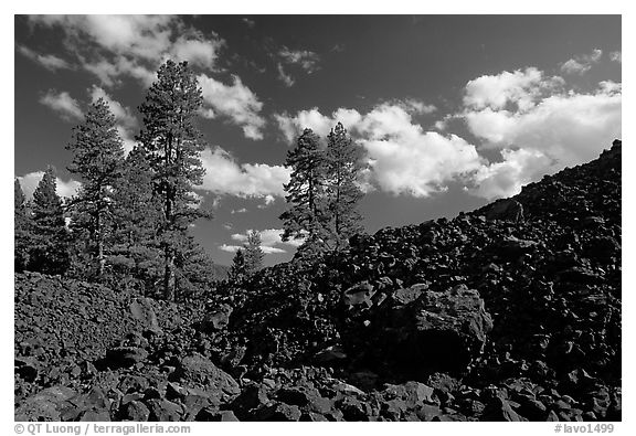 Pines on Fantastic lava beds. Lassen Volcanic National Park (black and white)