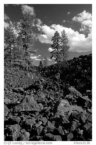 Pines on Fantastic lava beds. Lassen Volcanic National Park (black and white)