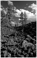 Pines on Fantastic lava beds. Lassen Volcanic National Park ( black and white)