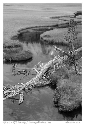 Fallen tree, stream, and meadow. Lassen Volcanic National Park (black and white)