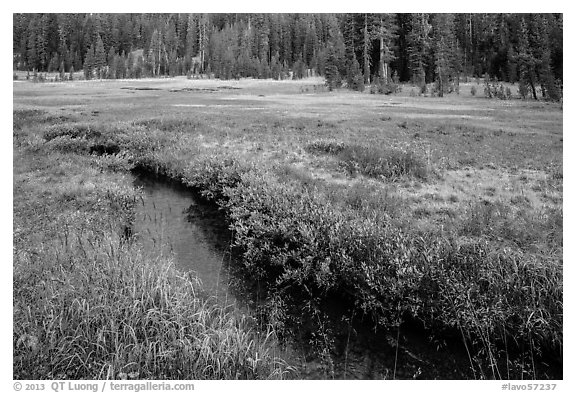 Stream in tree-bordered meadow. Lassen Volcanic National Park (black and white)