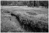 Stream in tree-bordered meadow. Lassen Volcanic National Park ( black and white)