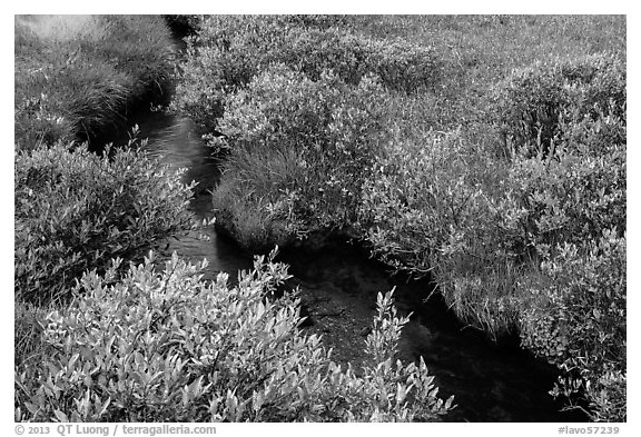 Shrubs and stream, late summer. Lassen Volcanic National Park (black and white)