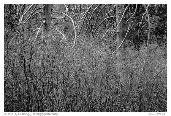 Dense shrubs and bare trunks. Lassen Volcanic National Park (black and white)