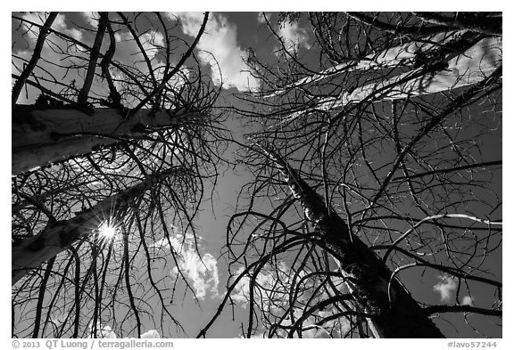 Looking up burned trees. Lassen Volcanic National Park (black and white)