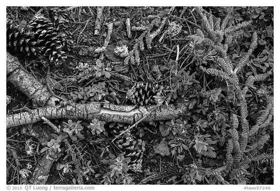 Ground close-up of forest floor. Lassen Volcanic National Park (black and white)