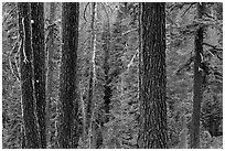Trunks and conifer forest. Lassen Volcanic National Park ( black and white)