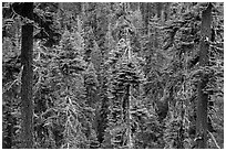 Conifer forest. Lassen Volcanic National Park ( black and white)